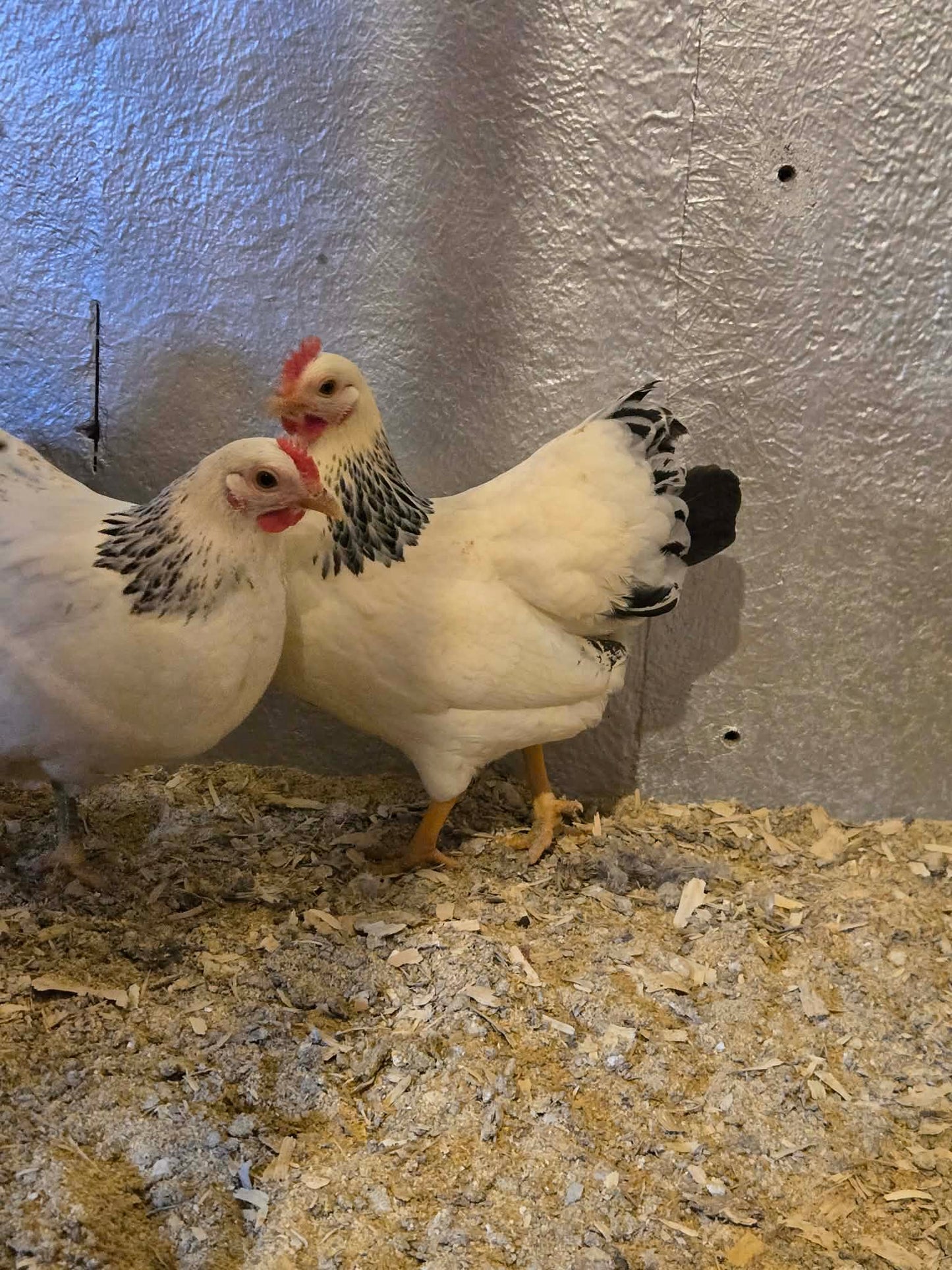 Columbian Plymouth Rock Bantam