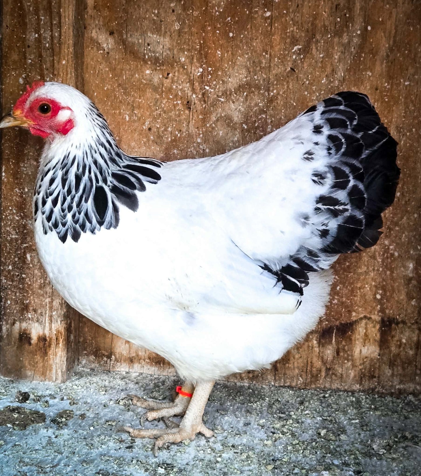 Columbian Plymouth Rock Bantam