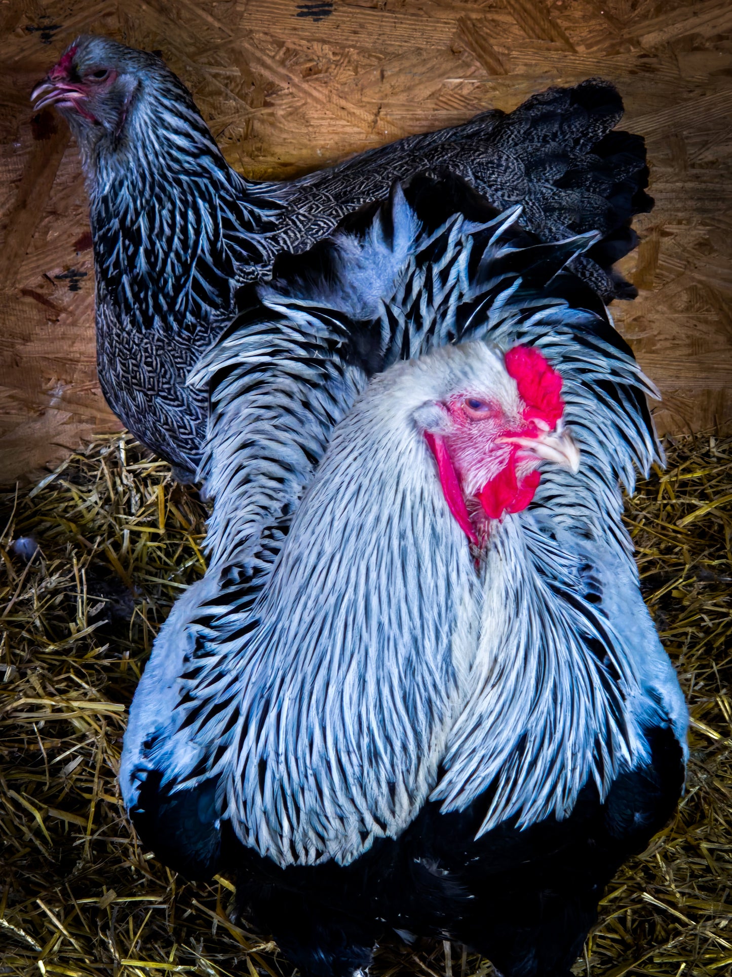 Dark Brahma Large Fowl