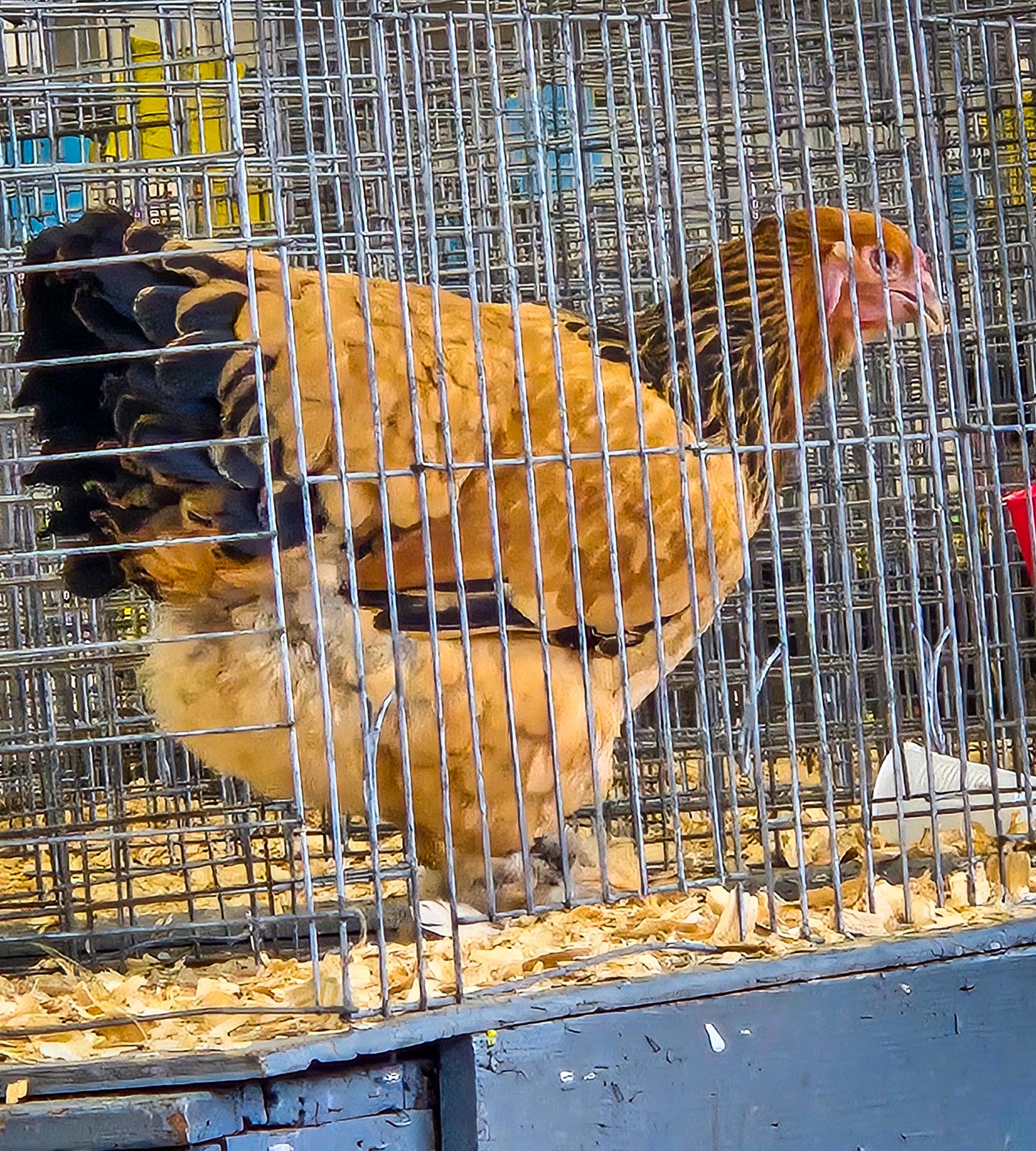 Buff Brahma Large Fowl