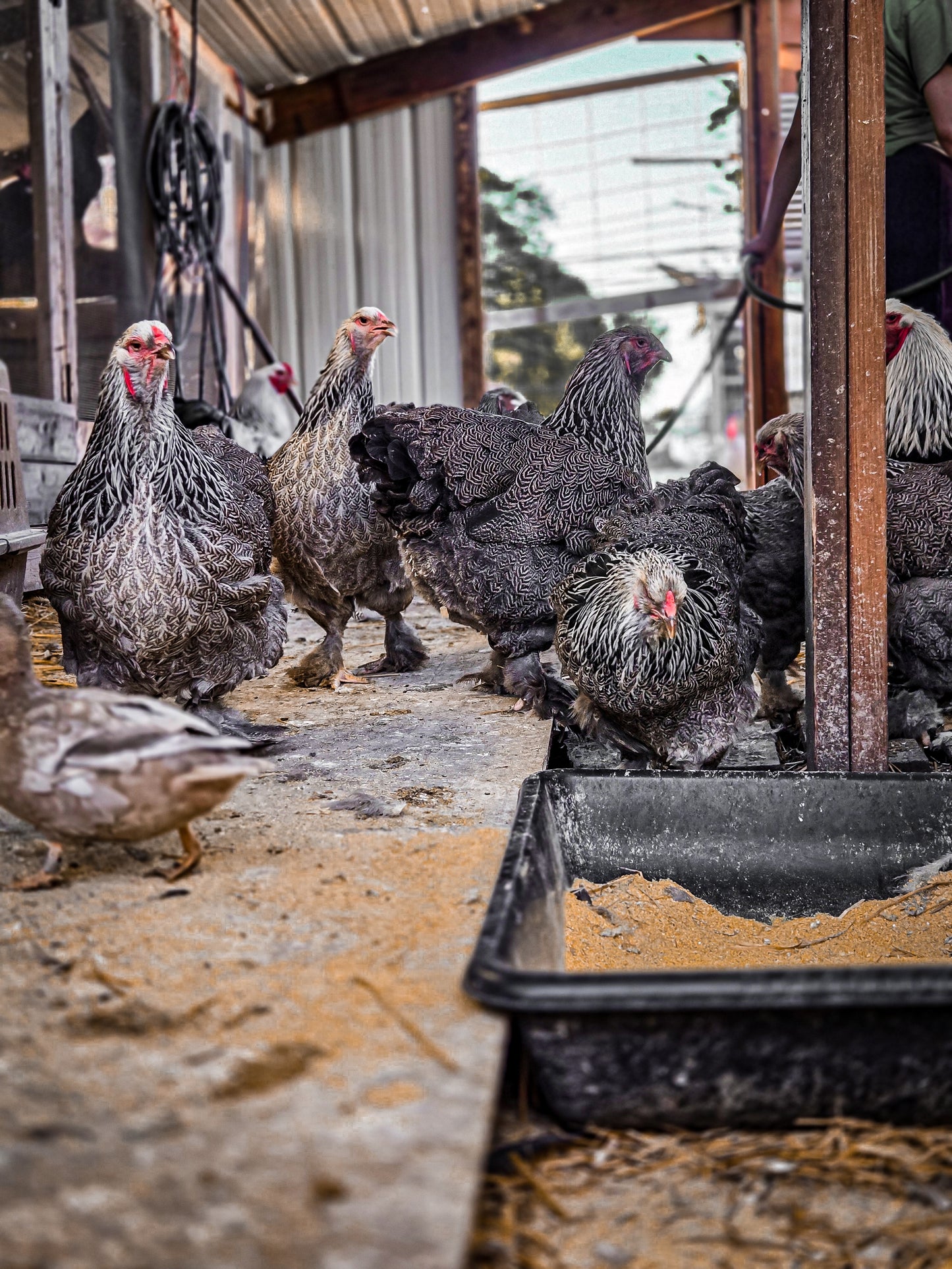 Dark Brahma Large Fowl