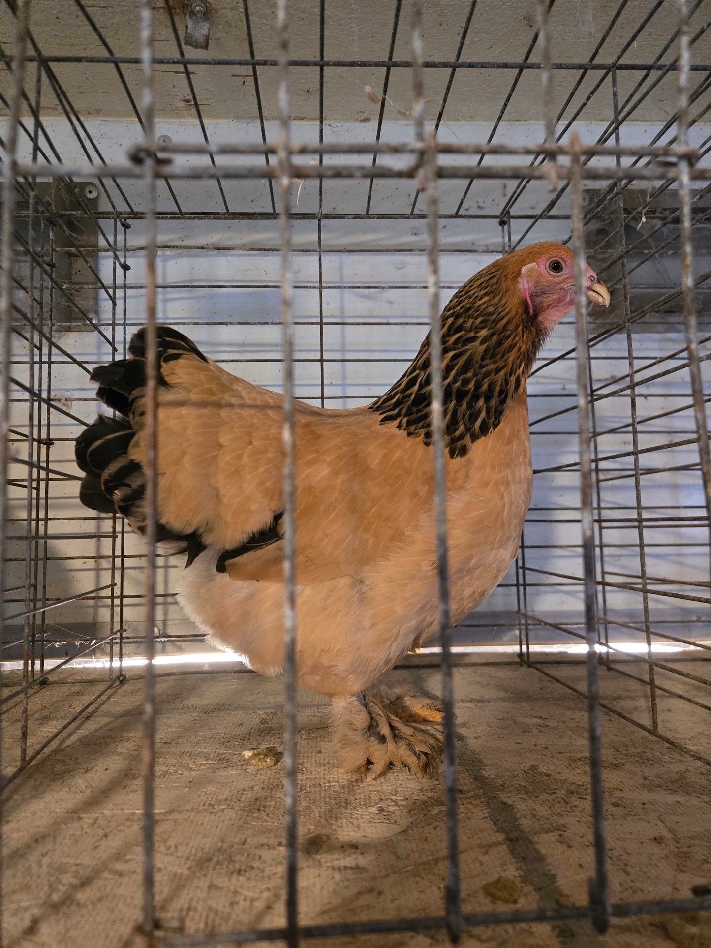 Buff Brahma Bantam