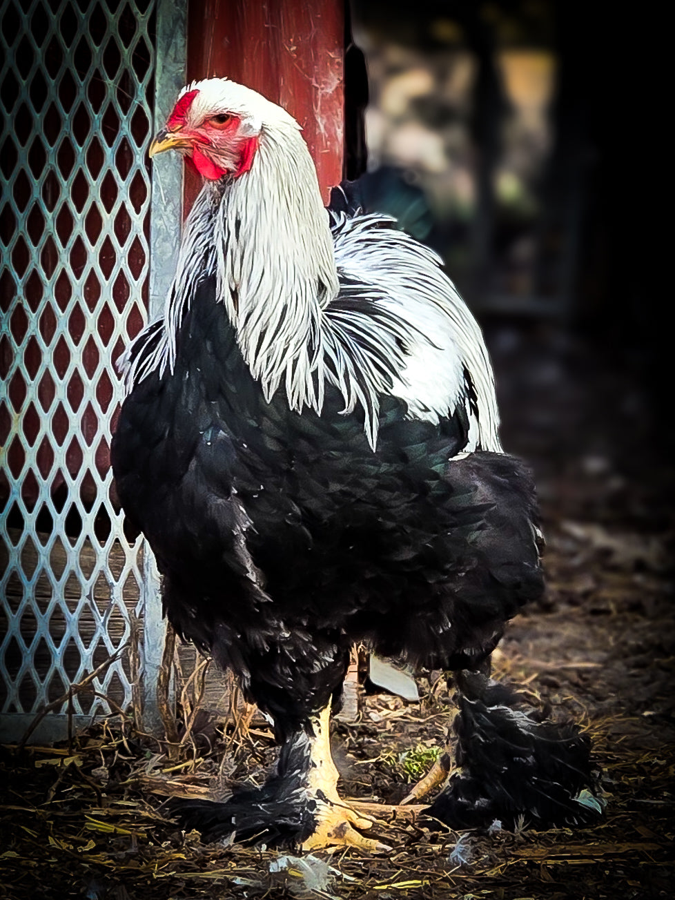Dark Brahma Large Fowl