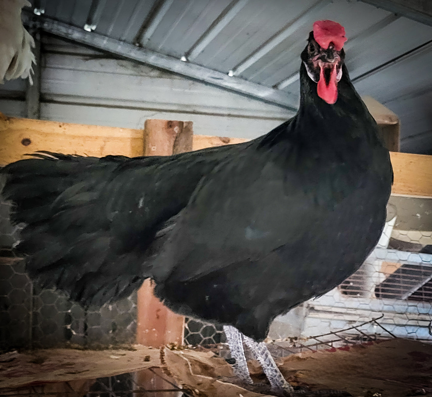 Black Minorca Large Fowl