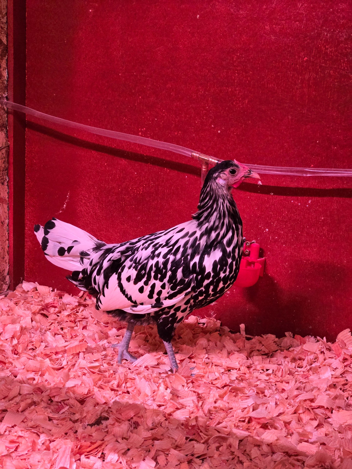Silver Spangled Hamburg Largefowl