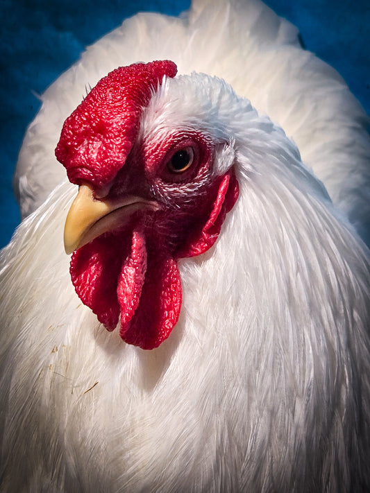 White Wyandotte Bantam