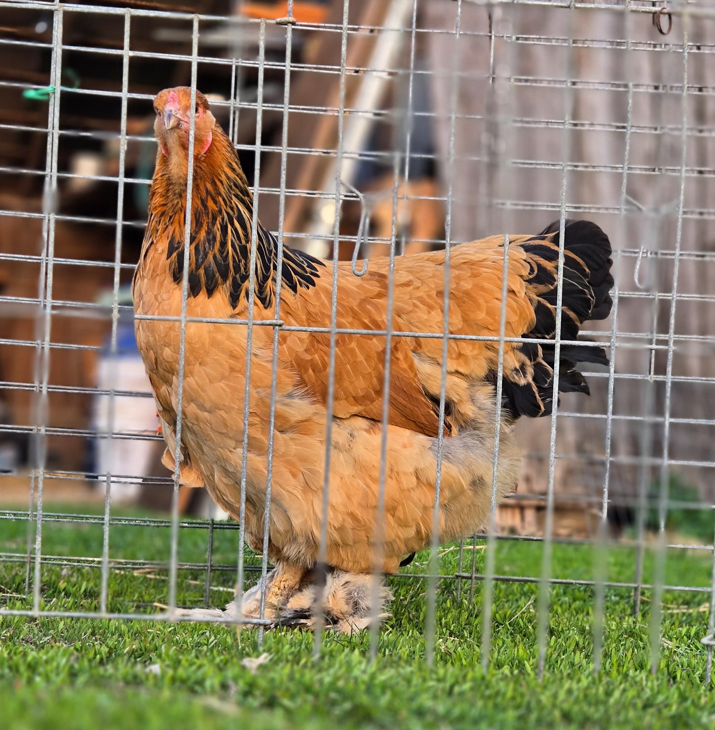 Buff Brahma Large Fowl