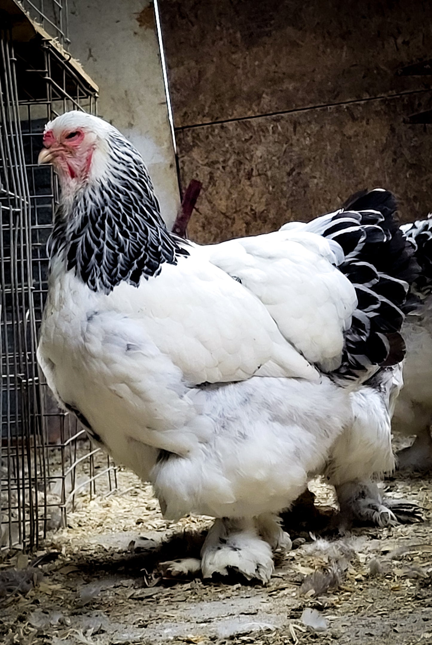 Light Brahma Large Fowl