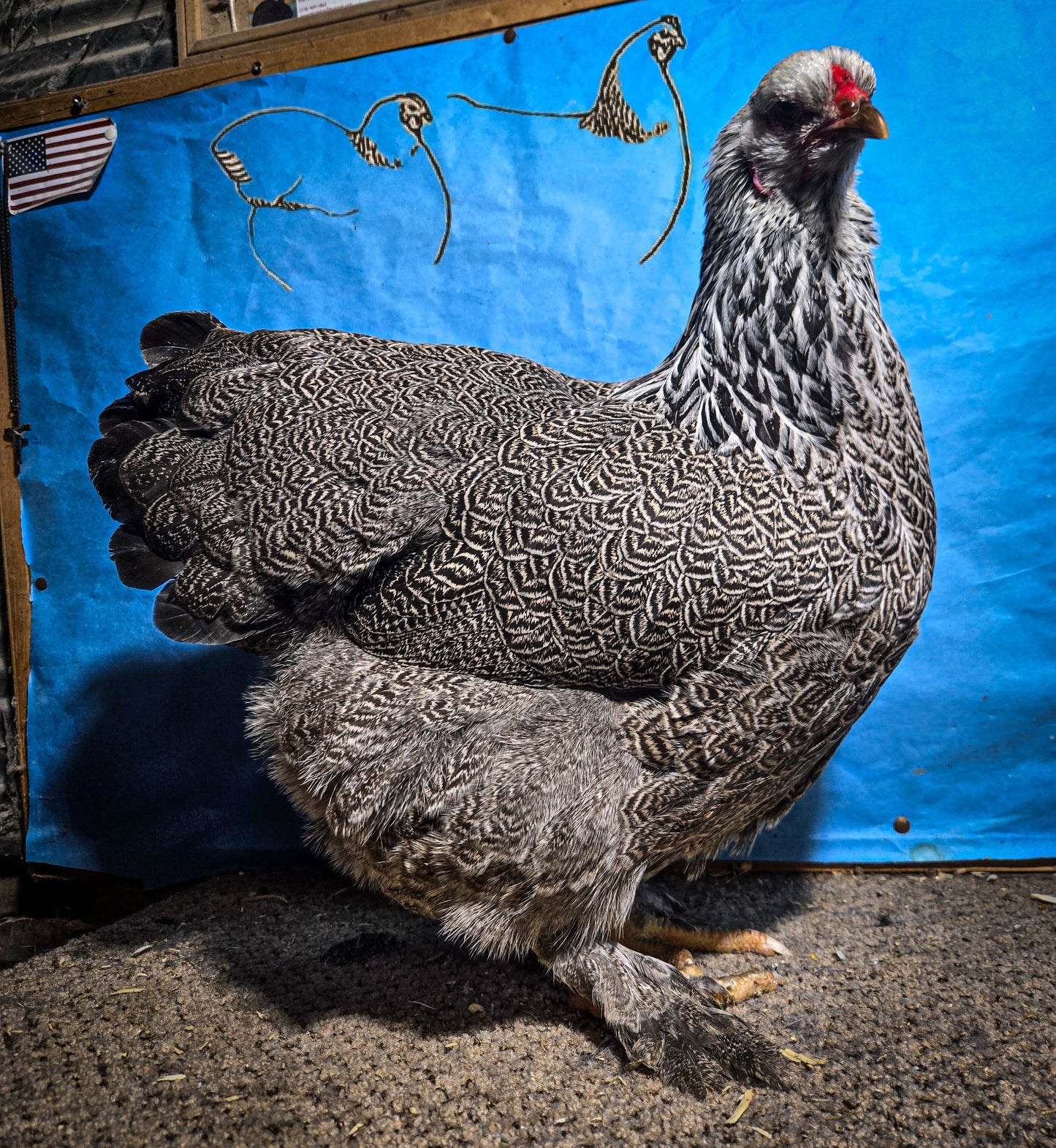 Dark Brahma Large Fowl