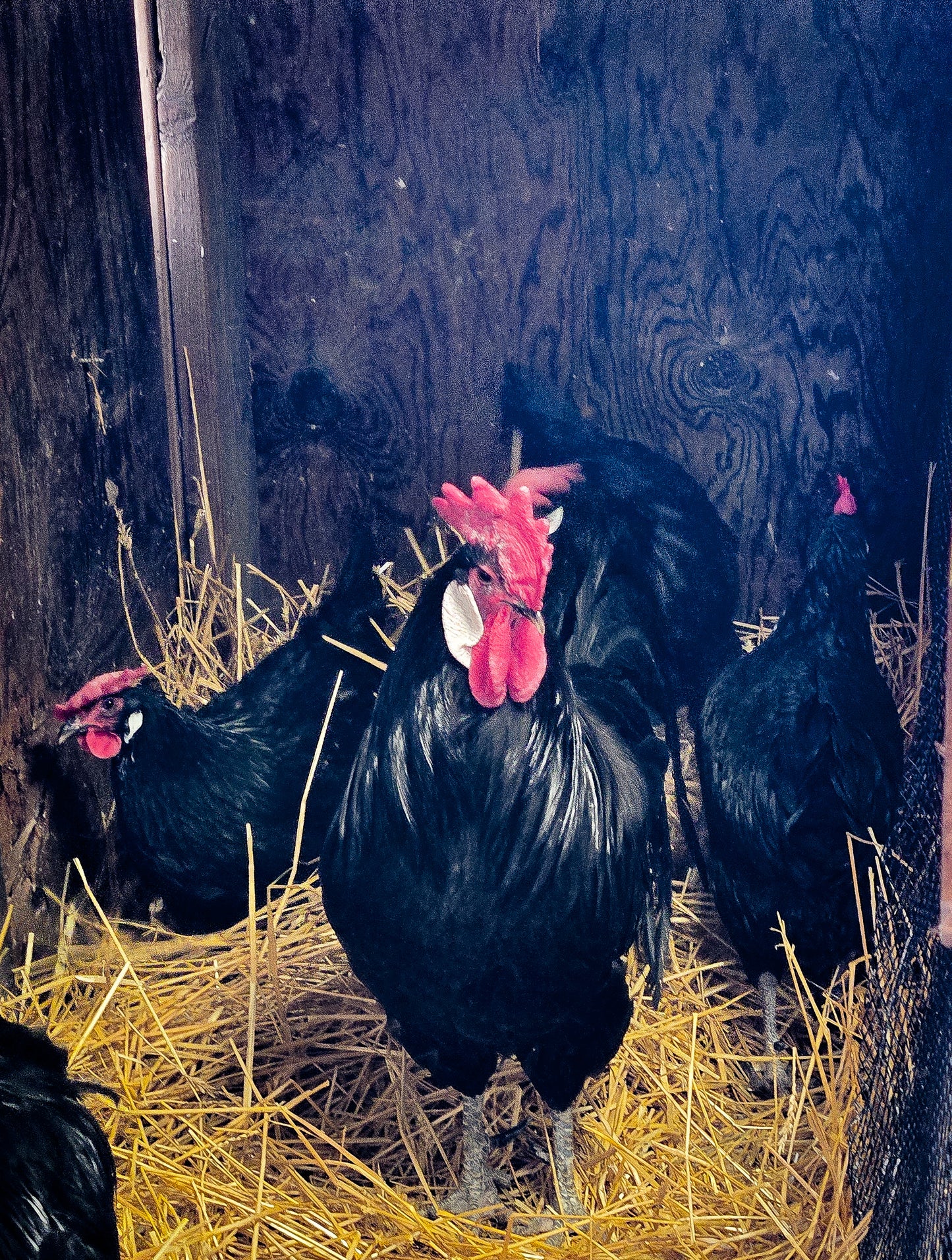 Black Minorca Large Fowl