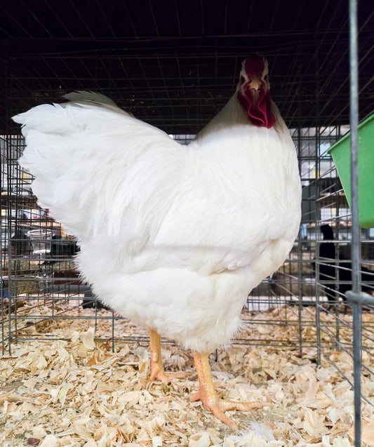 White Wyandotte Large Fowl