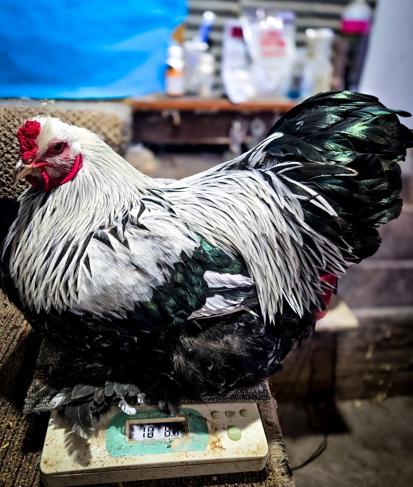 Dark Brahma Large Fowl