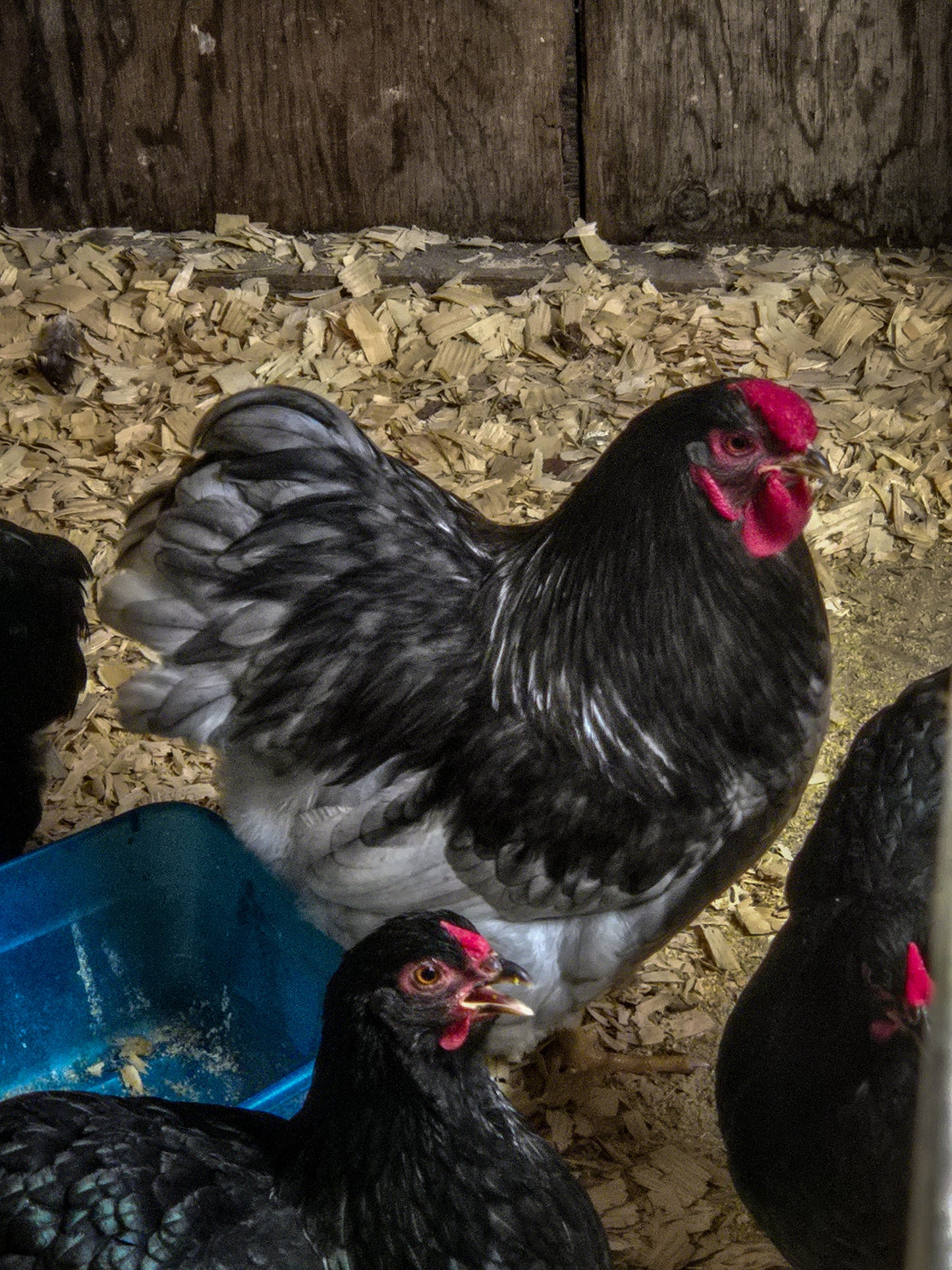 Blue Wyandotte Bantam