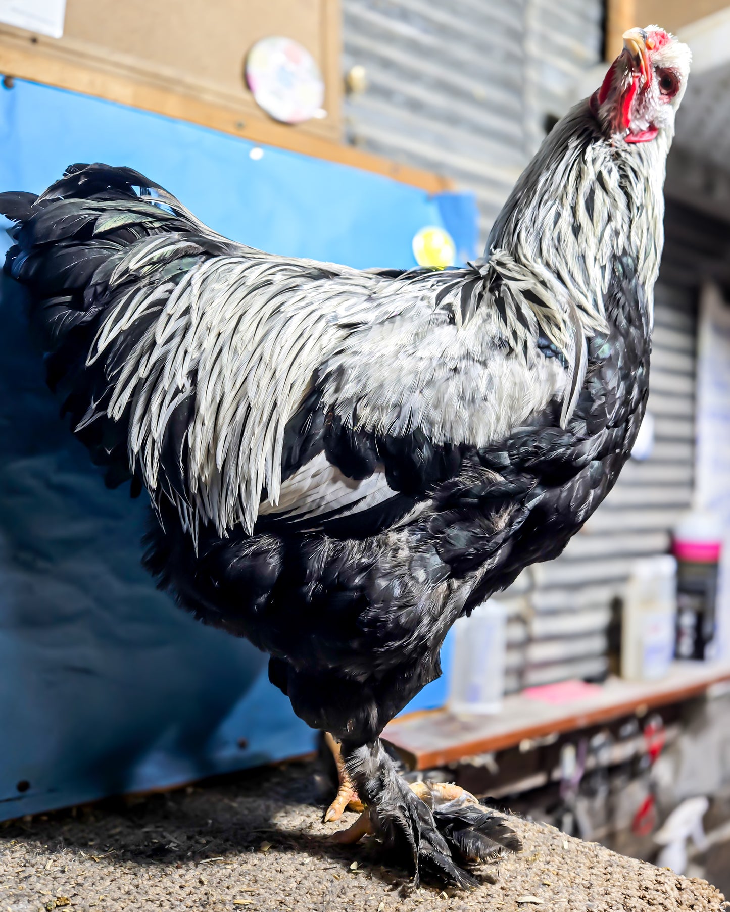 Dark Brahma Large Fowl