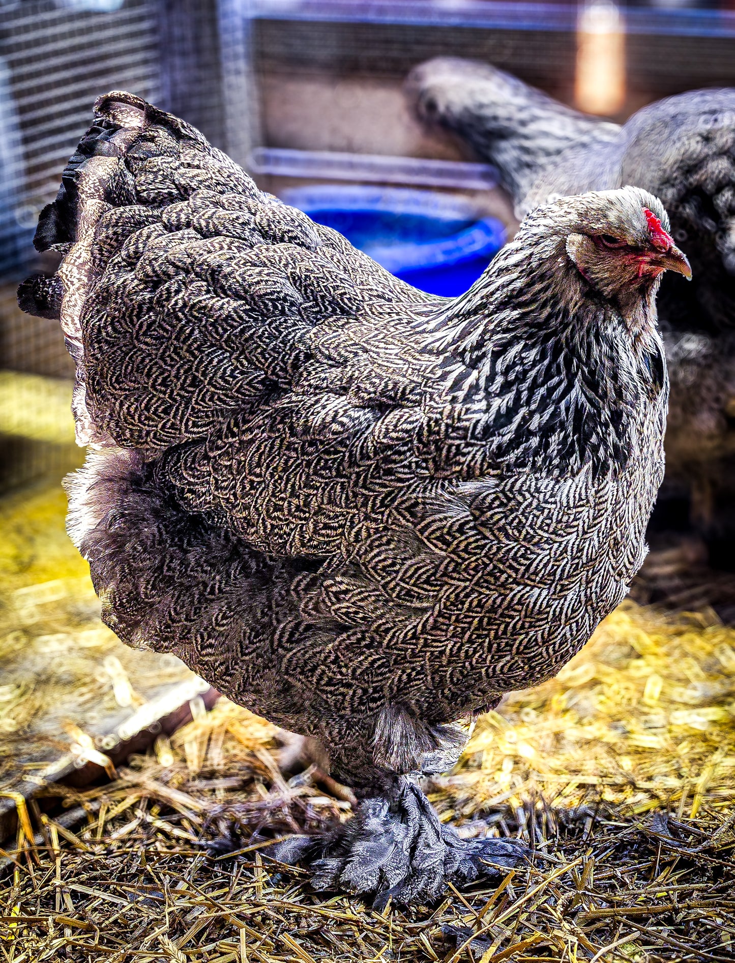 Dark Brahma Large Fowl