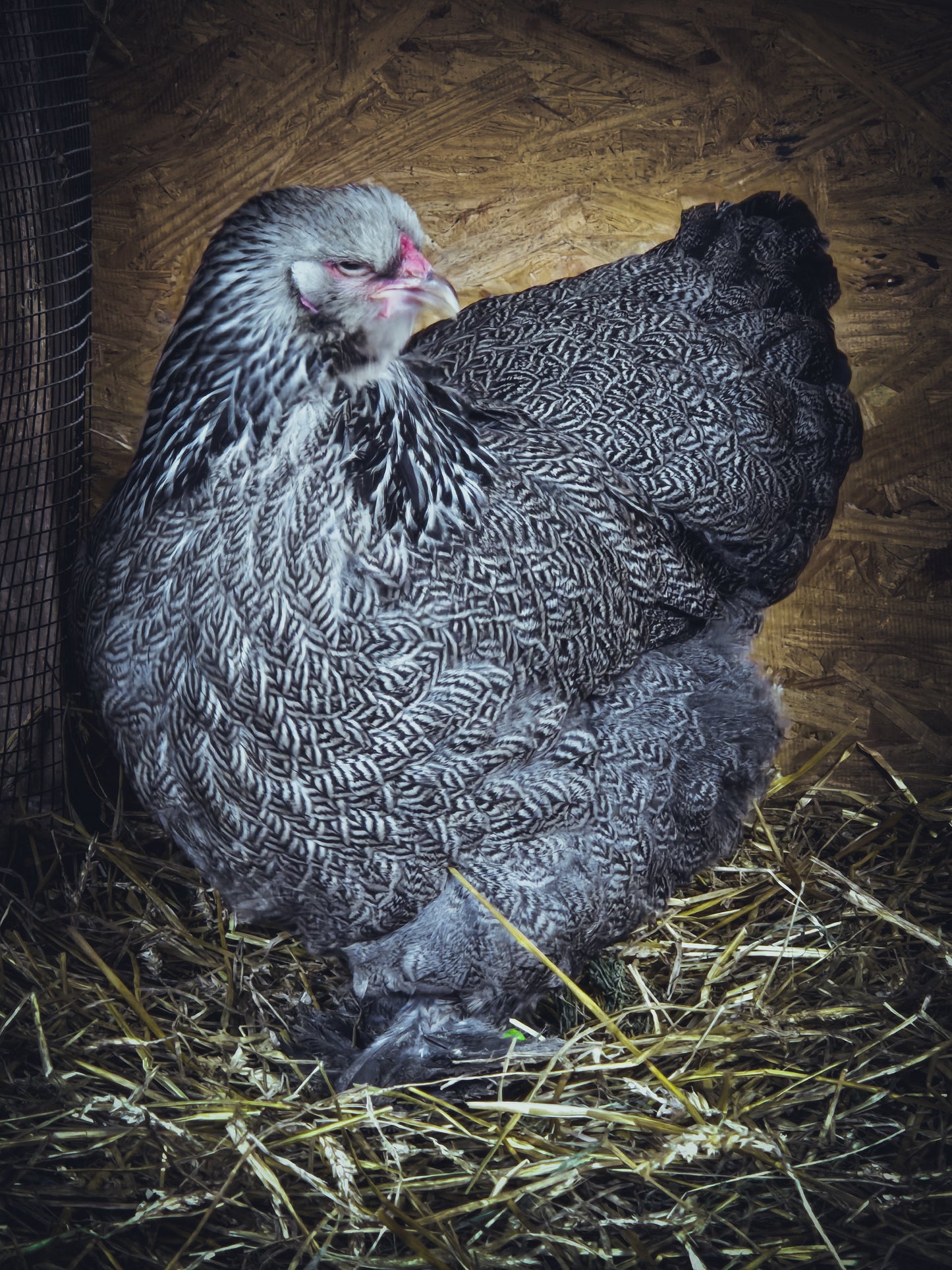 Dark Brahma Large Fowl