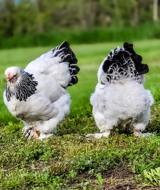 Light Brahma Large Fowl