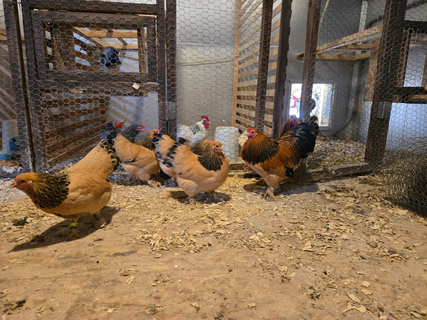 Buff Brahma Bantam