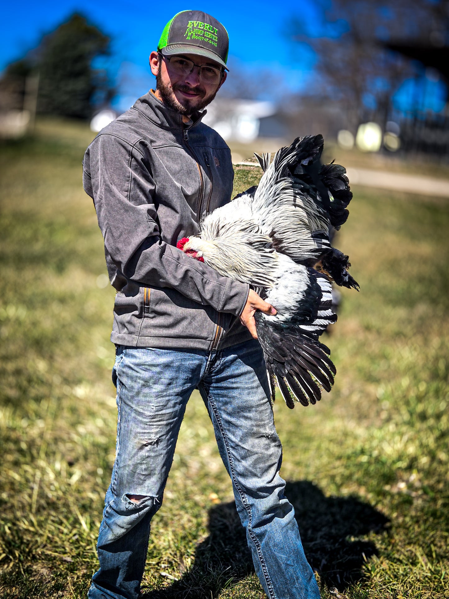 Dark Brahma Large Fowl