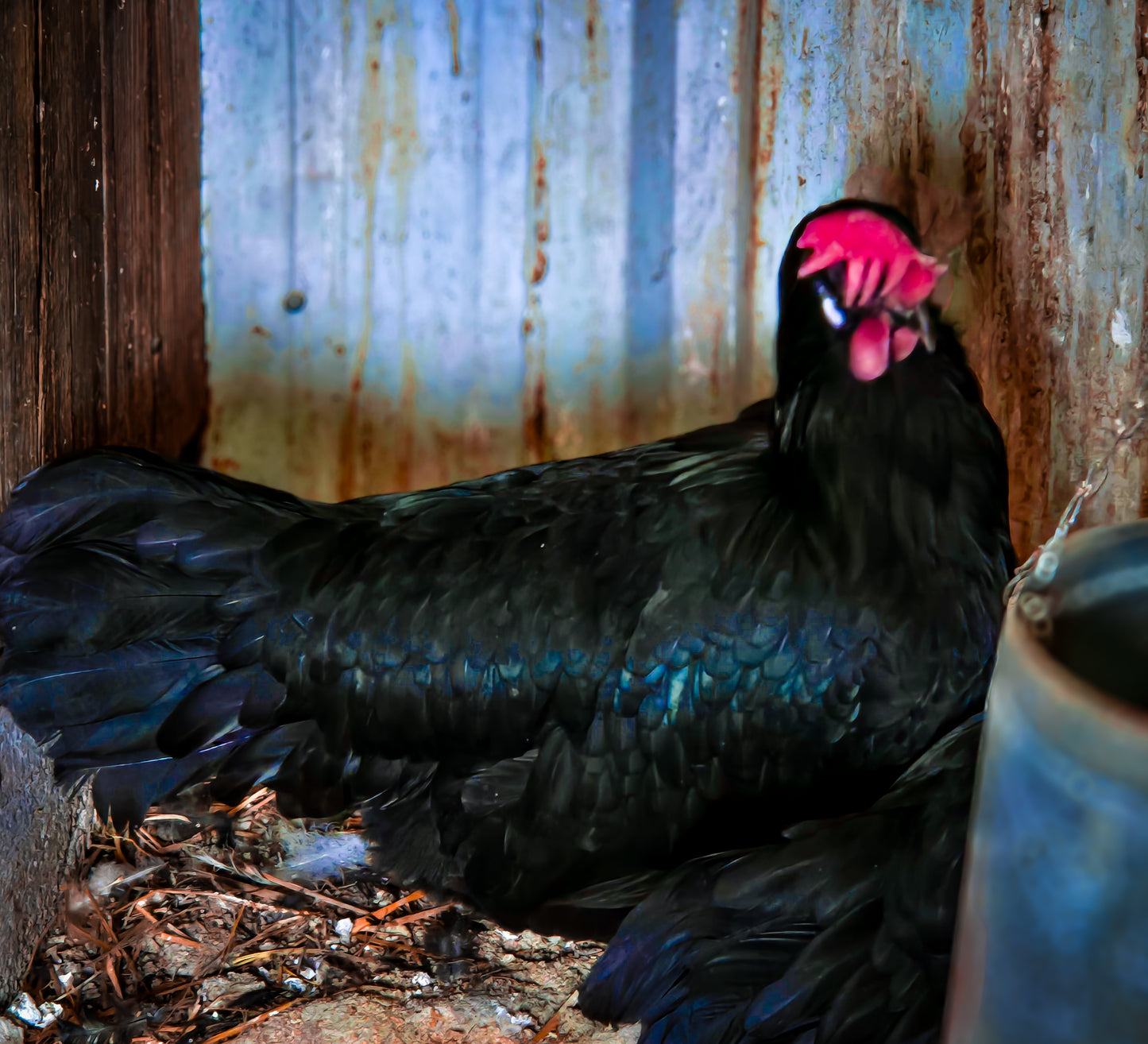 Black Minorca Large Fowl