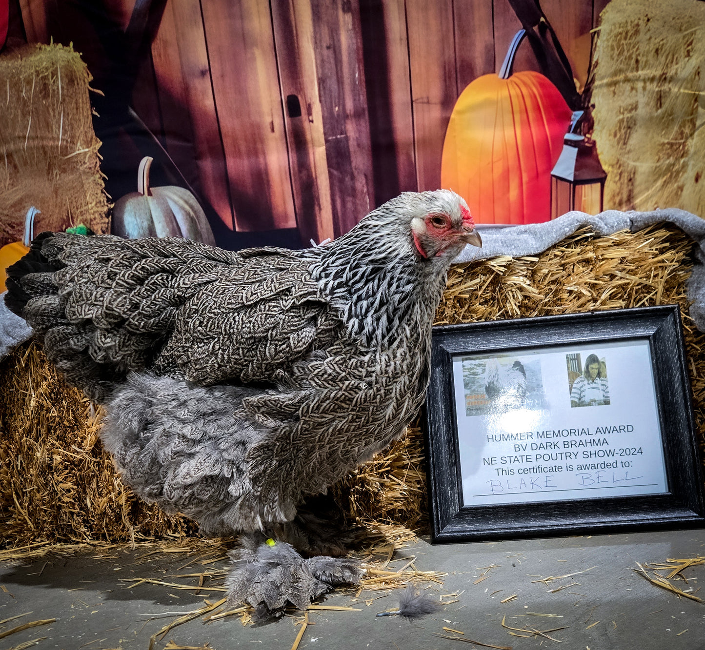 Dark Brahma Large Fowl