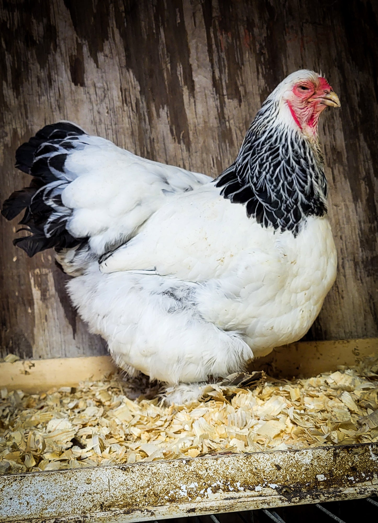 Light Brahma Large Fowl