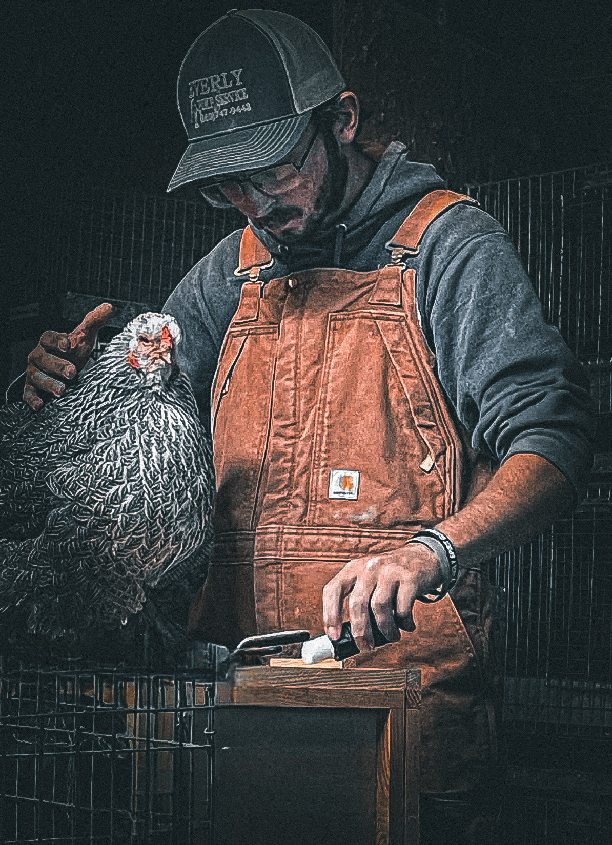 Dark Brahma Large Fowl