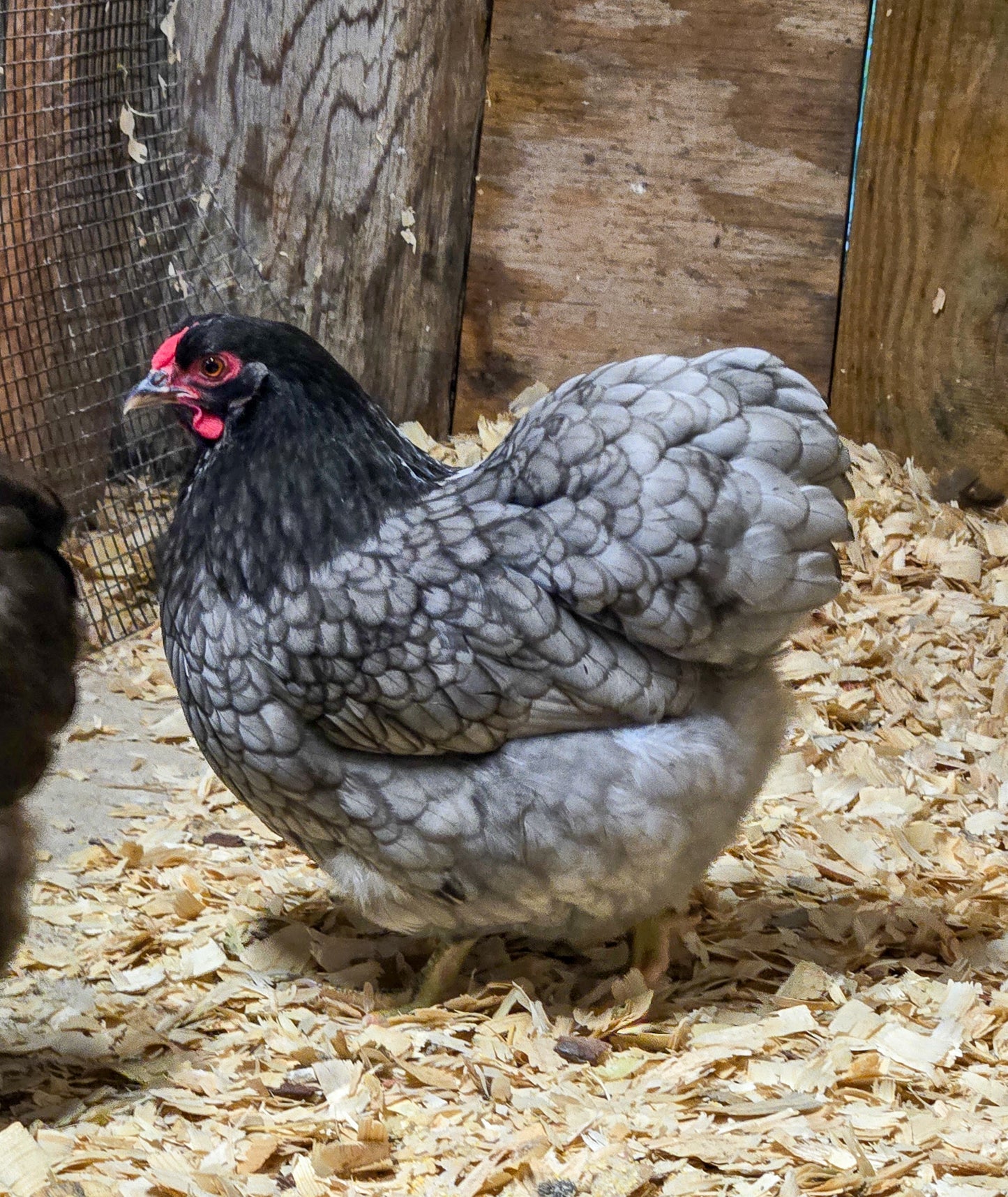 Blue Wyandotte Bantam