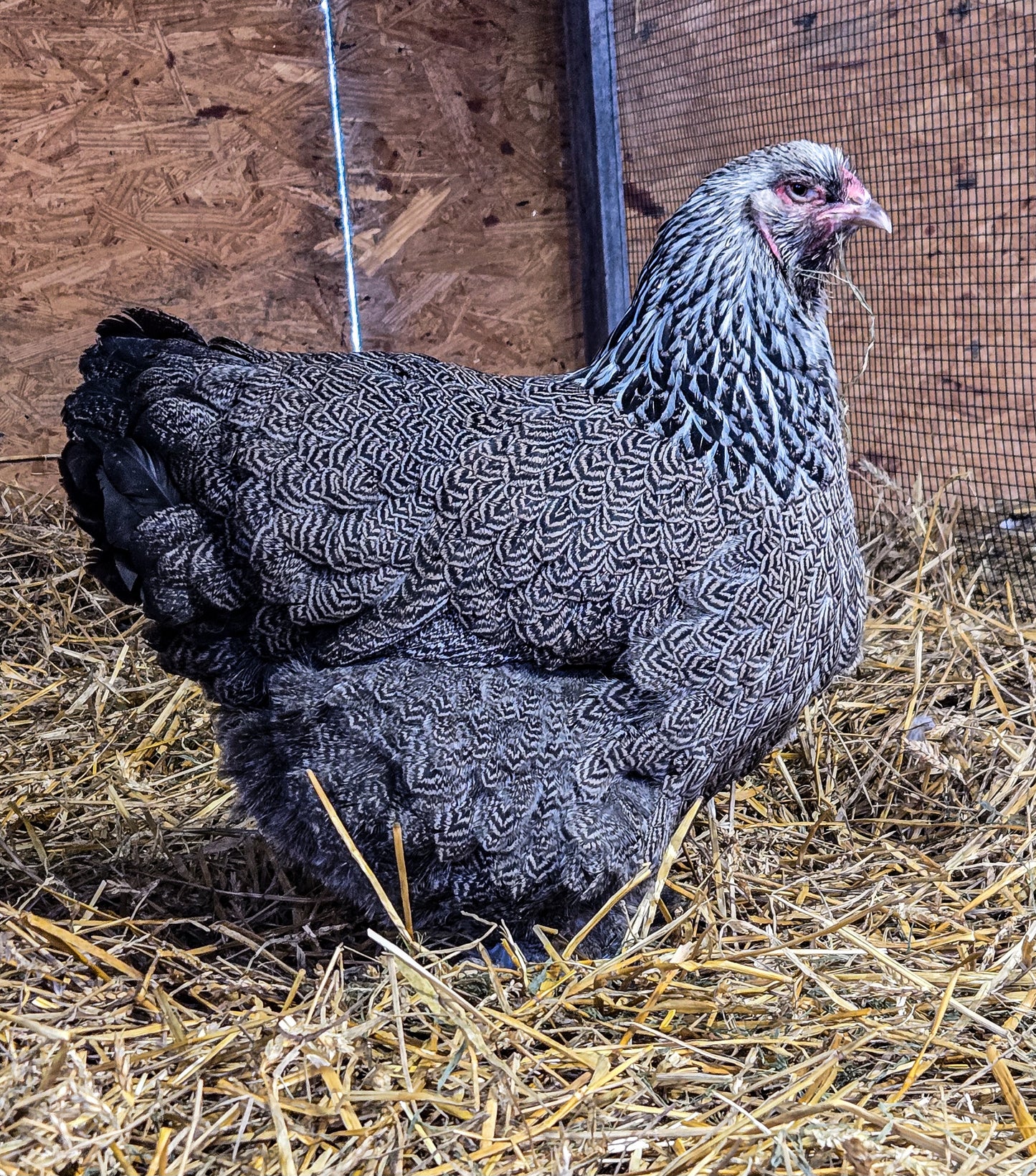 Dark Brahma Large Fowl