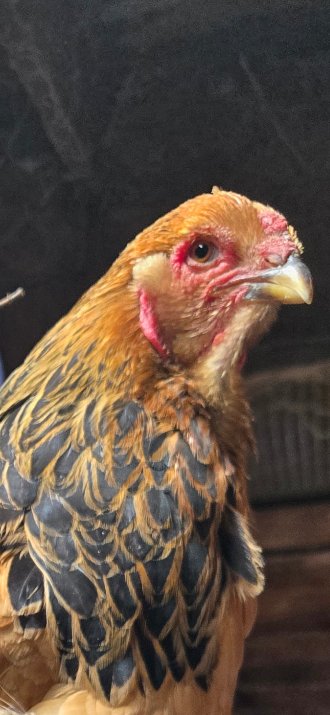 Buff Brahma Large Fowl