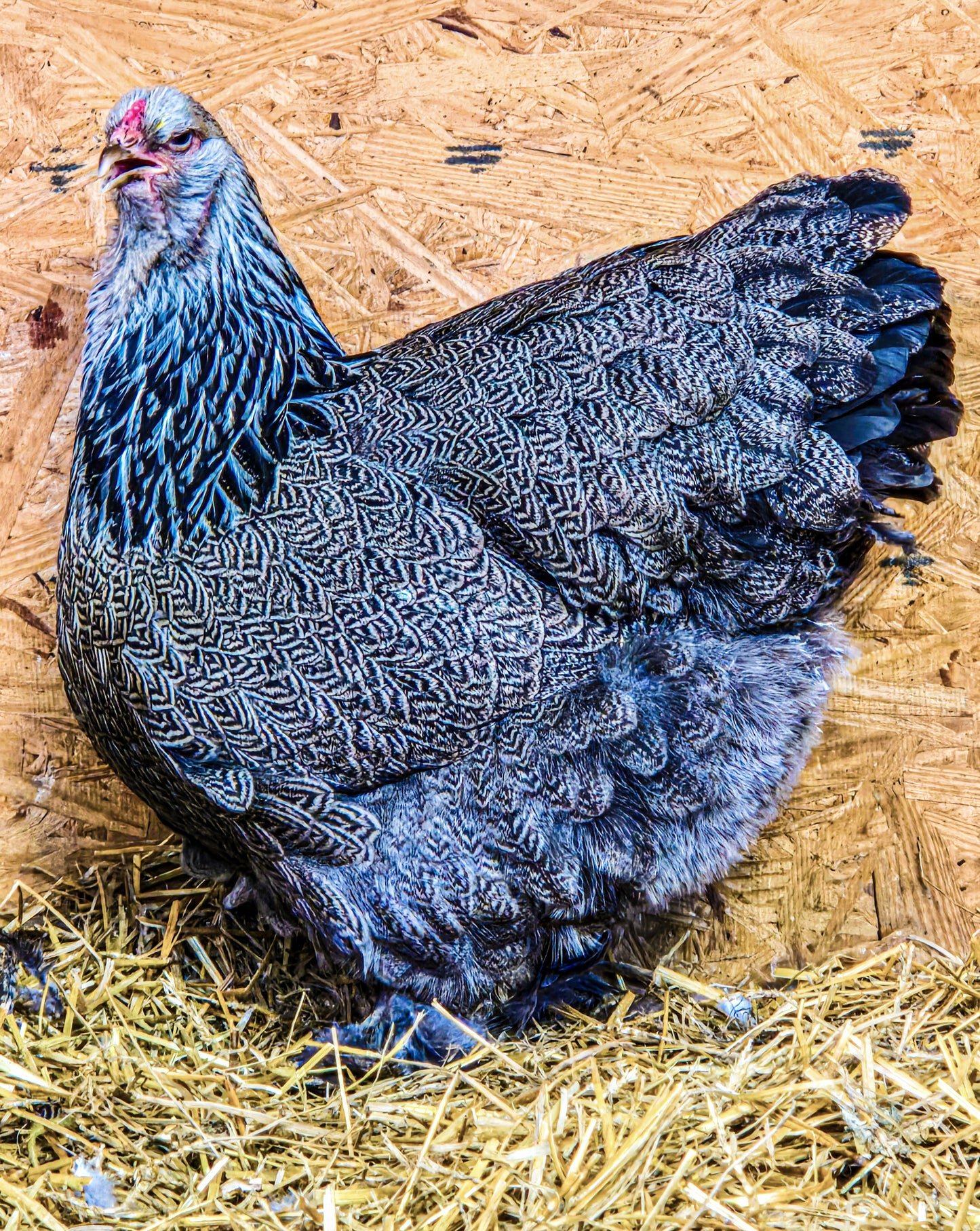 Dark Brahma Large Fowl