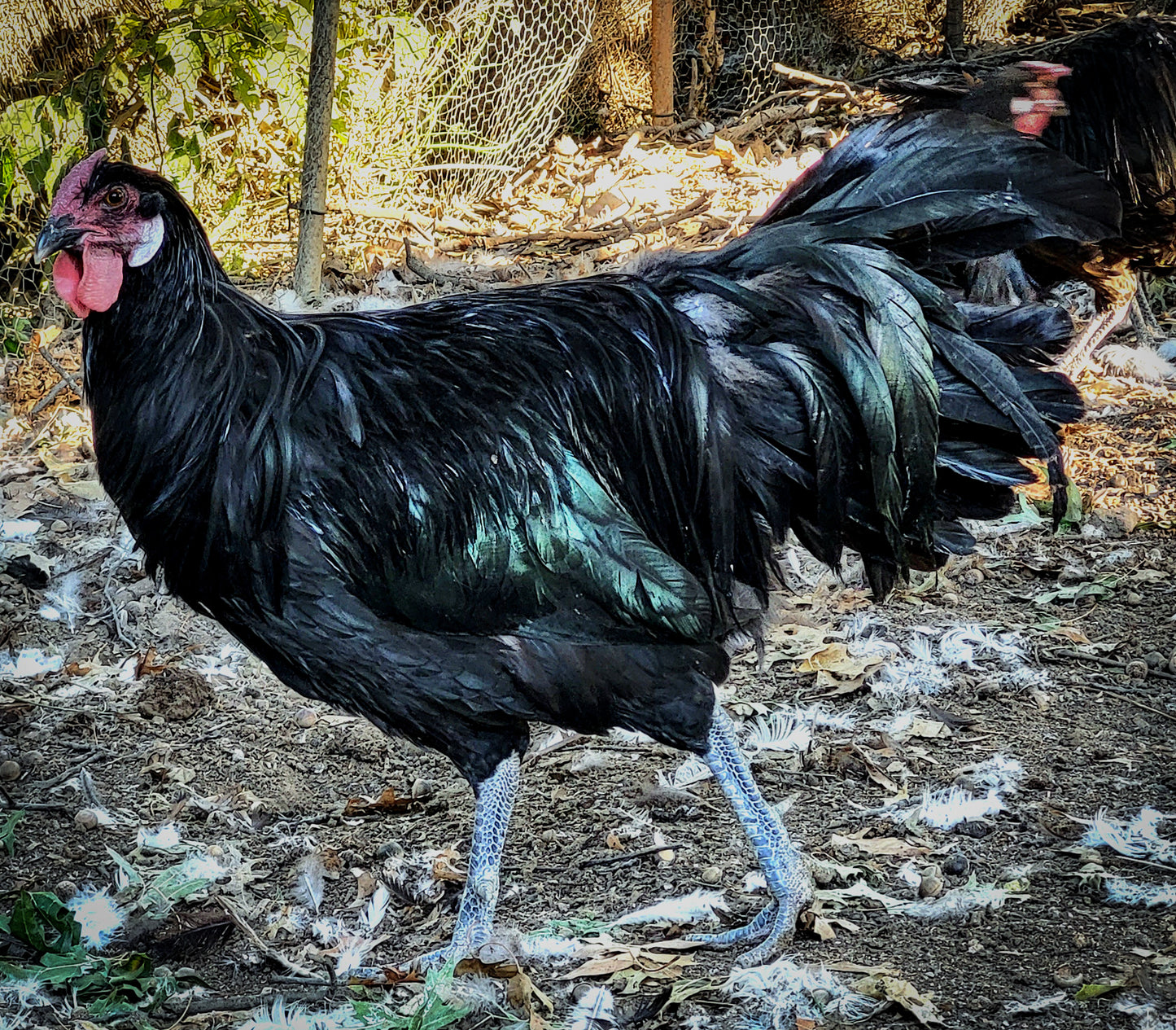 Black Minorca Large Fowl