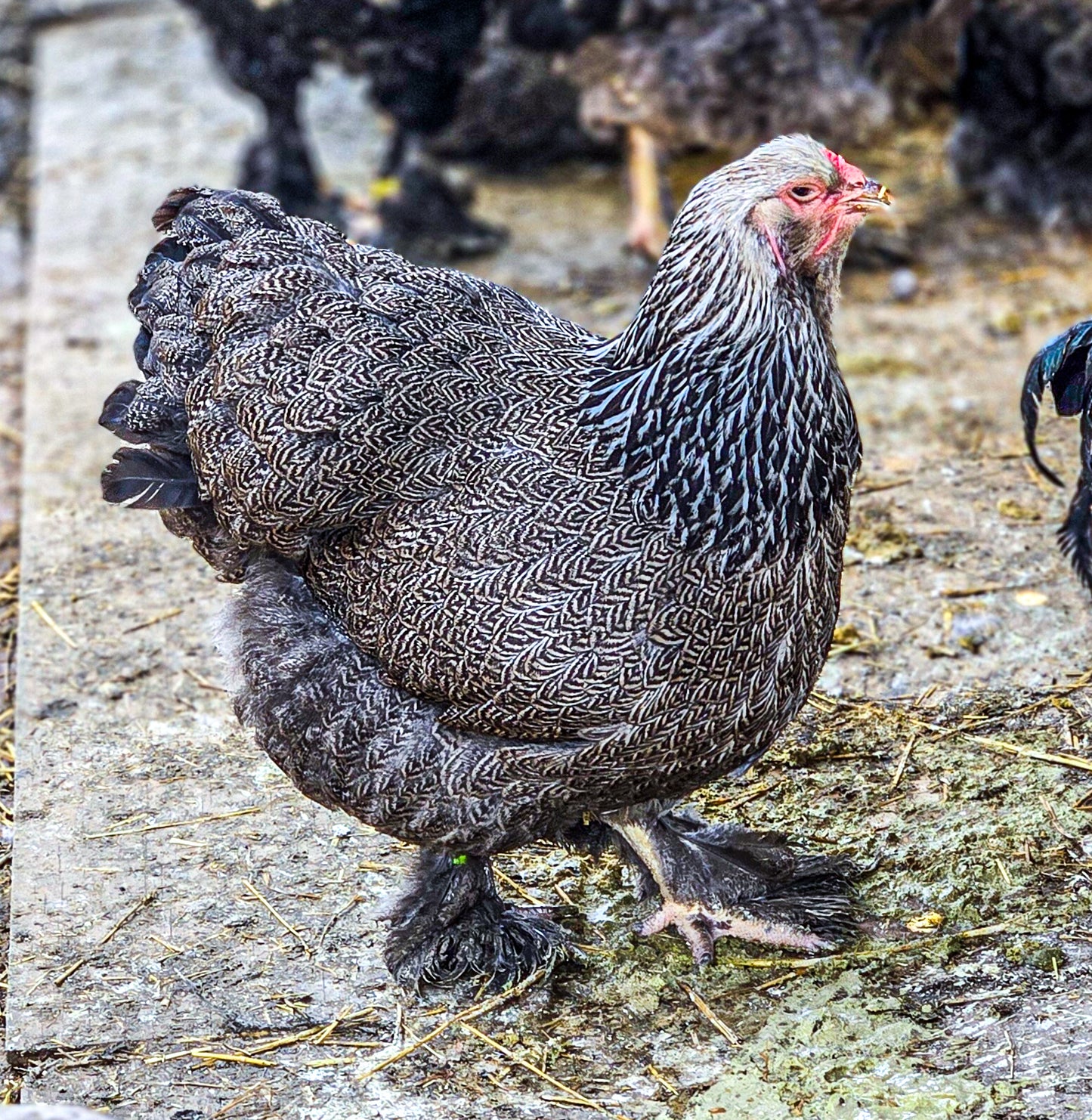 Dark Brahma Large Fowl